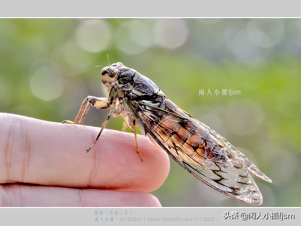 近距离拍摄昆虫小动物,常见昆虫微距摄影活动