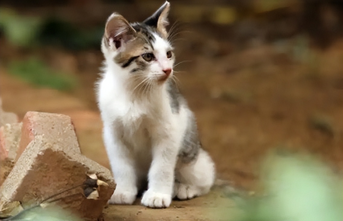 猫咪的名字原来可以这么有诗意，快给你家主子安排上