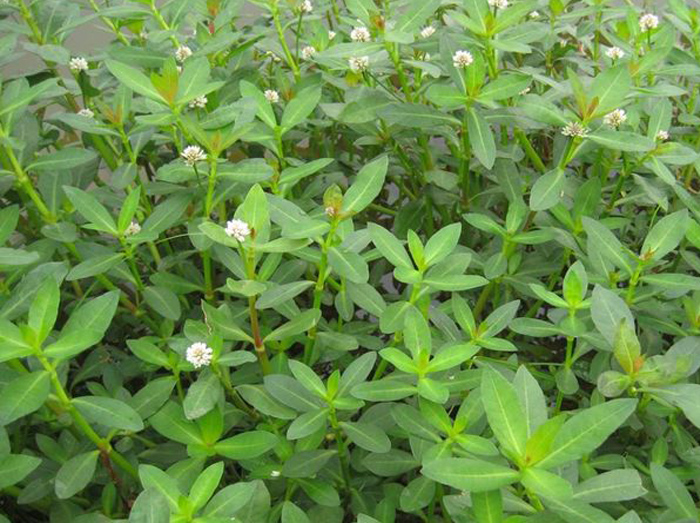 花园要打理得好先除杂草,春天草坪长杂草这样做除草更简单