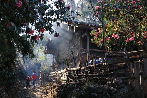 一月山茶花哪个地区最美,赏花山茶花