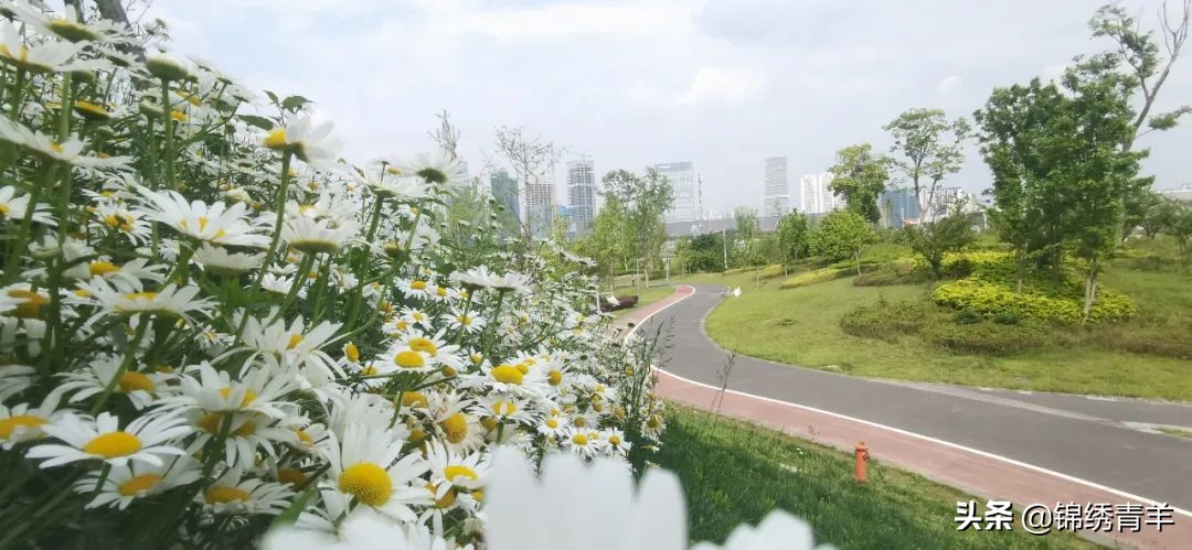 青羊区最美公园景点在哪里,5月份成都市区最美公园