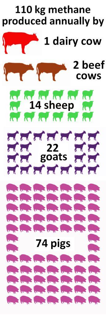 真的不是玩笑！牛羊打嗝、放屁真的要征税了，新西兰做法大有深意