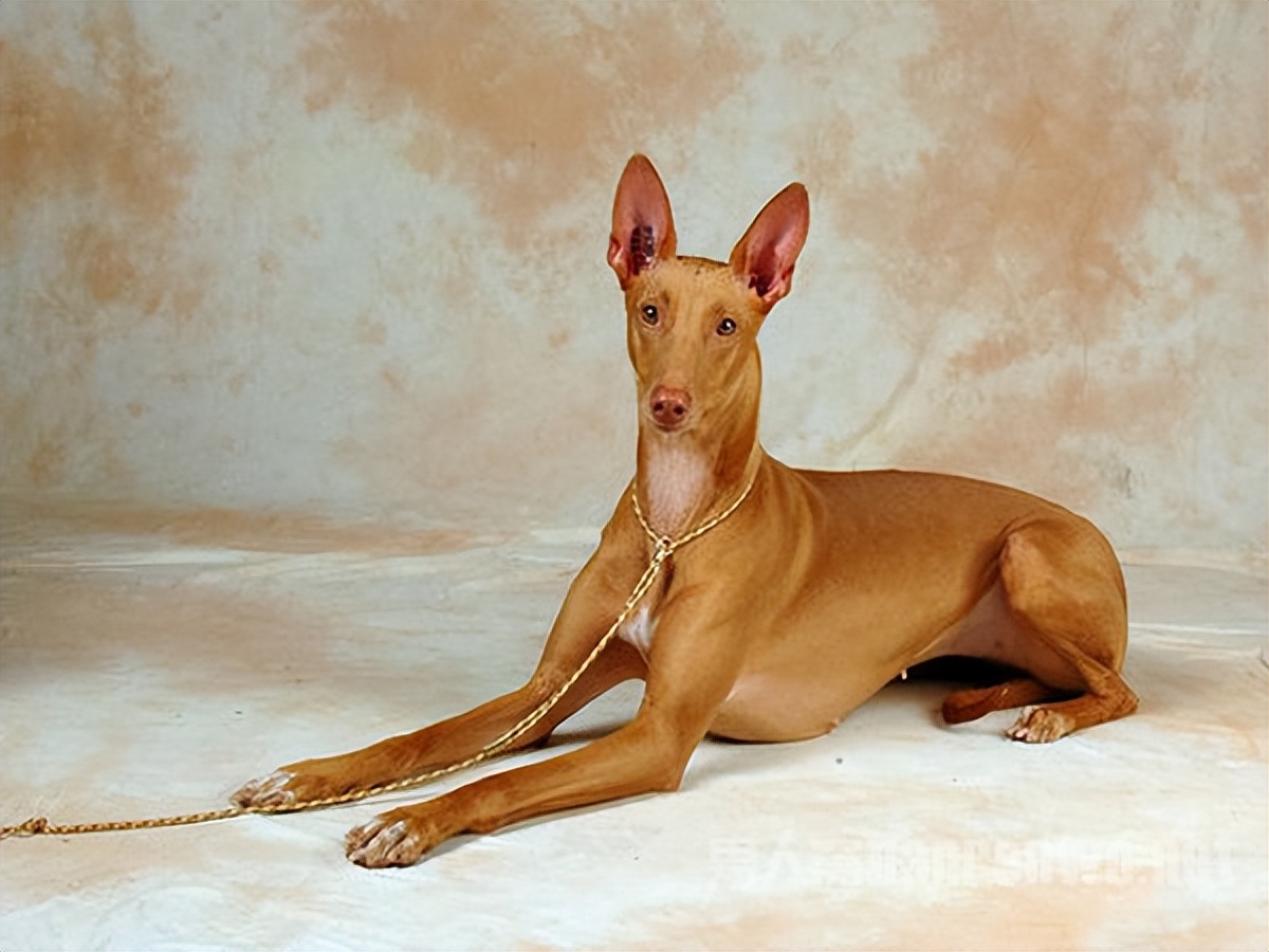 什么品种的狗狗适合有孩子家庭养,狗狗品种大全及图片拉布拉多