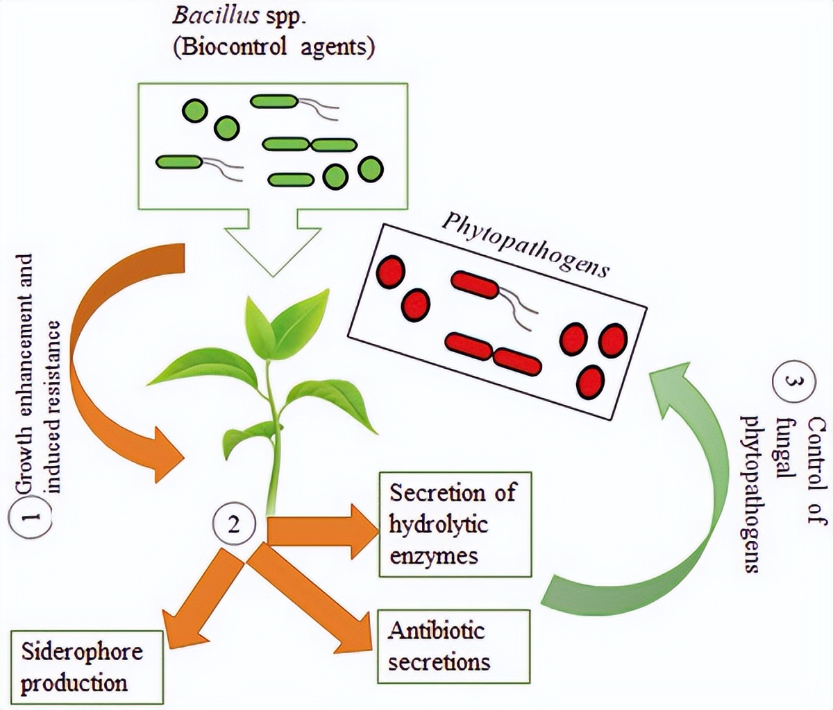 芽孢杆菌对植物的作用机制,芽孢杆菌在植物防治作用机理