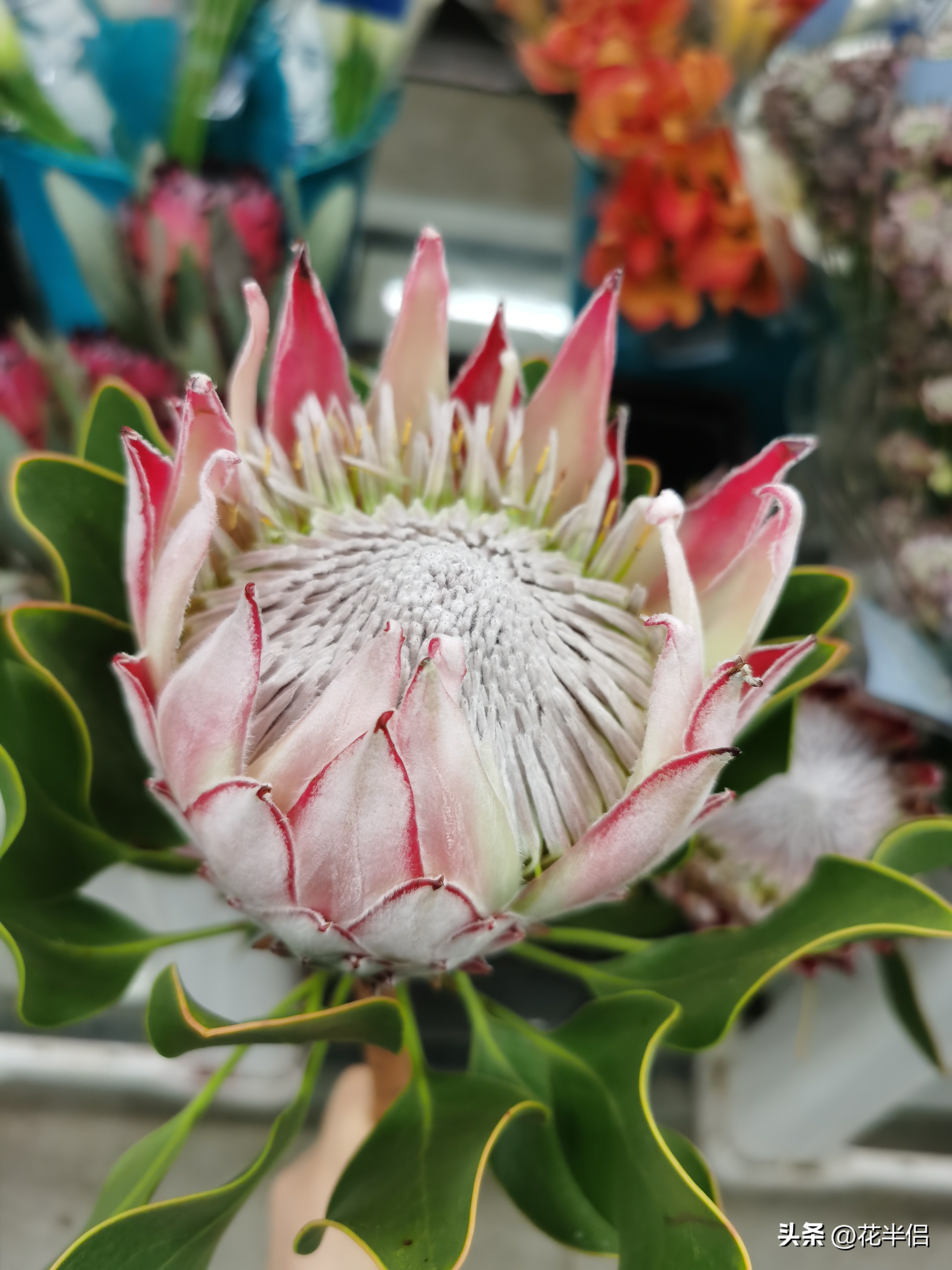 名贵花卉帝王花,帝王花中的稀有品种