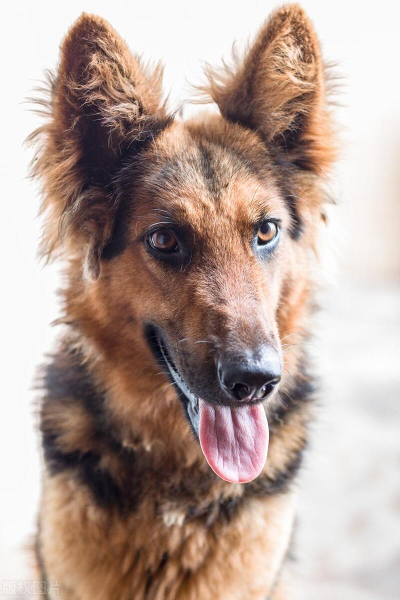 本地土狗哪些品种比较过大众一点,中国土狗都有哪些