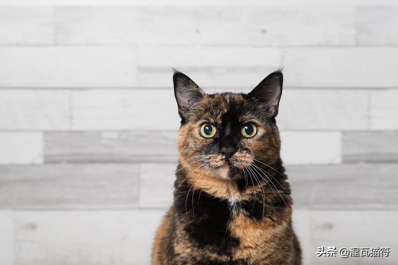 中国猫咪品种玳瑁猫,田园玳瑁猫的嘴