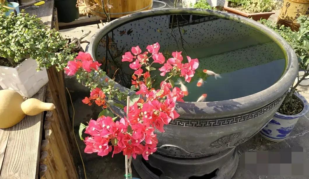 家里养金鱼经常死是什么原因,家里养金鱼是养单数还是双数