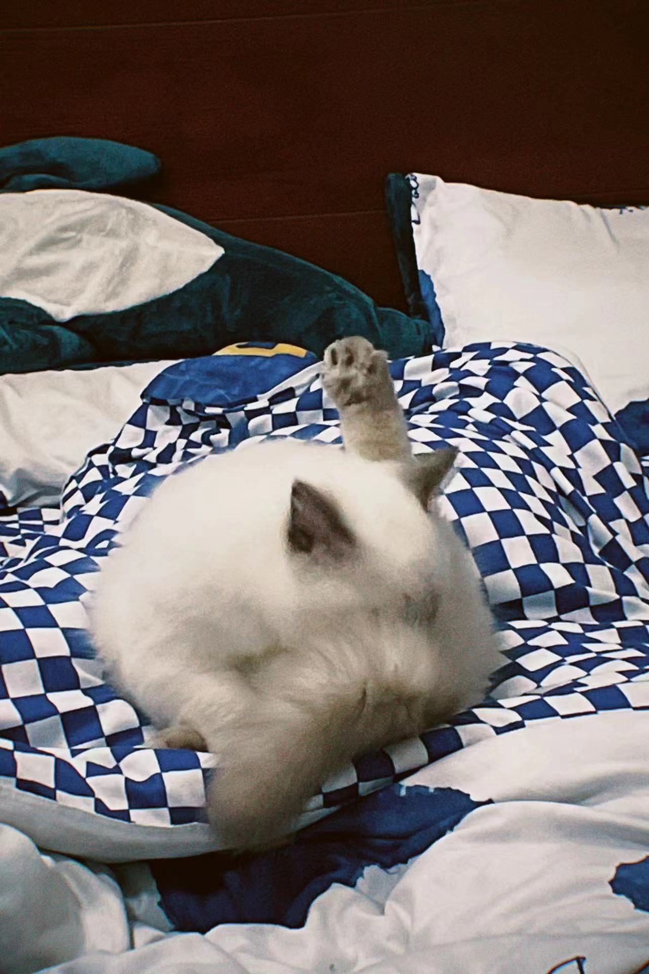 猫选什么羊奶粉比较好,新手养猫怎么选猫粮