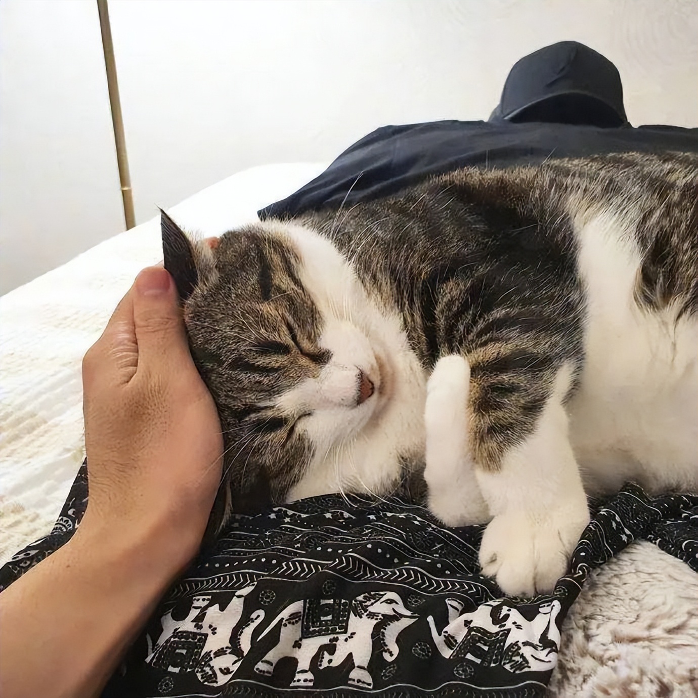 猫咪每天早上来要求摸摸怎么回事,猫咪摸摸头