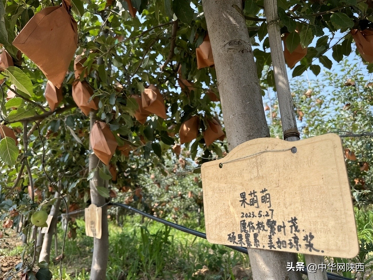 益起来公益捐步截图,益起来种树