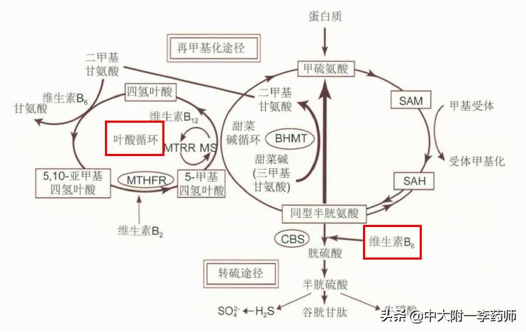 血同型半胱氨酸偏高的意义,血同型半胱氨酸高的危害
