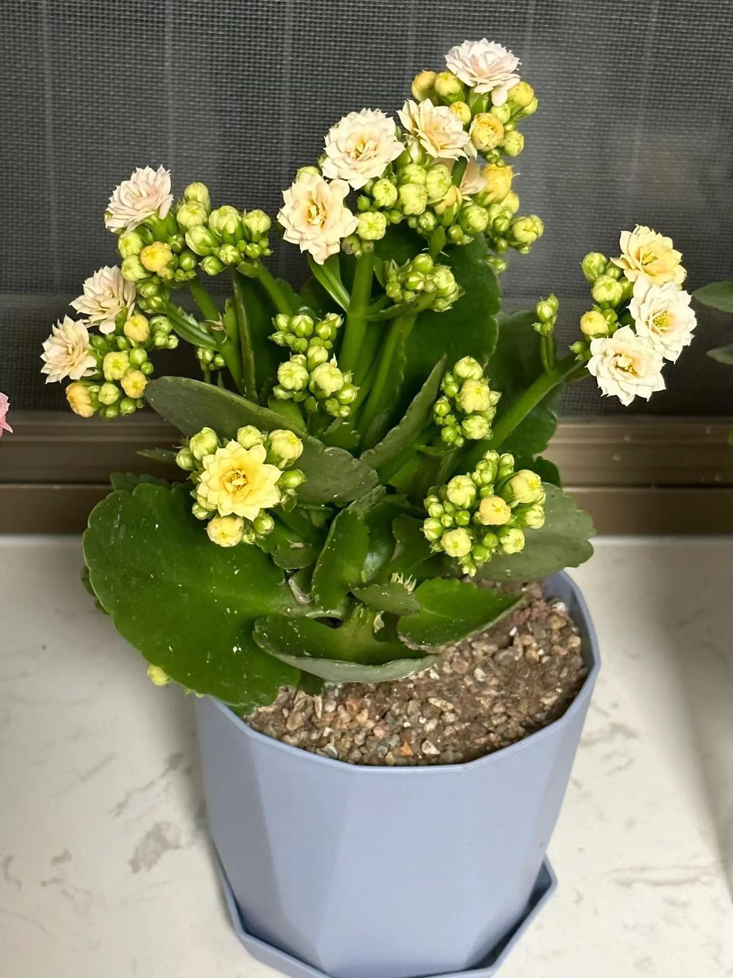 老人适合养什么花比较好,适合老年人养的花排行榜