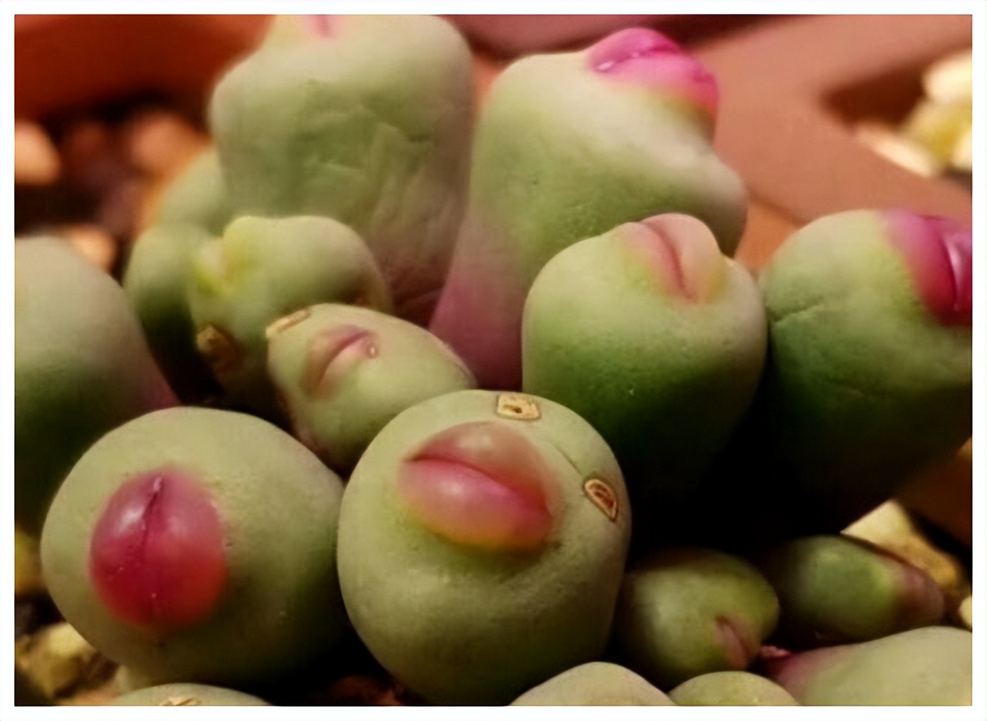 8种多肉太上头，外形独特又可爱，让人直呼太有趣了