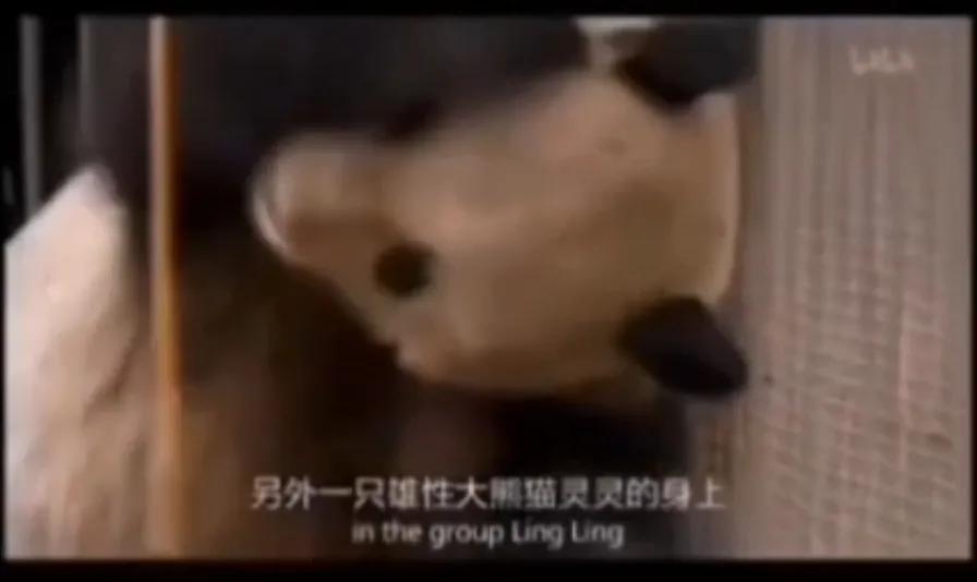 熊猫界几大家族,熊猫的种类有多少种