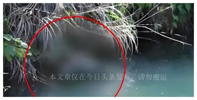 江边突现无名女尸下集,乌江惊现无名女尸