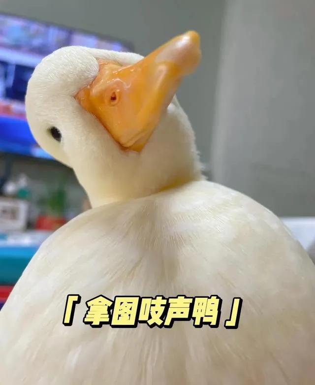 鏂囧瓧澹佺焊瓒呮竻鍚堥泦澶у叏,鎵嬫満澹佺焊鏂囧瓧闇告皵