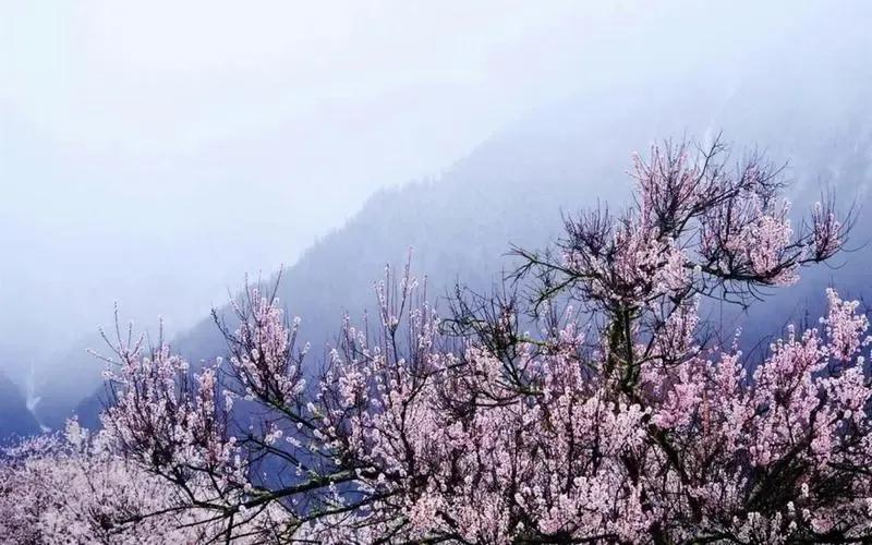 诗经桃夭的意思,诗经桃夭的意思是什么