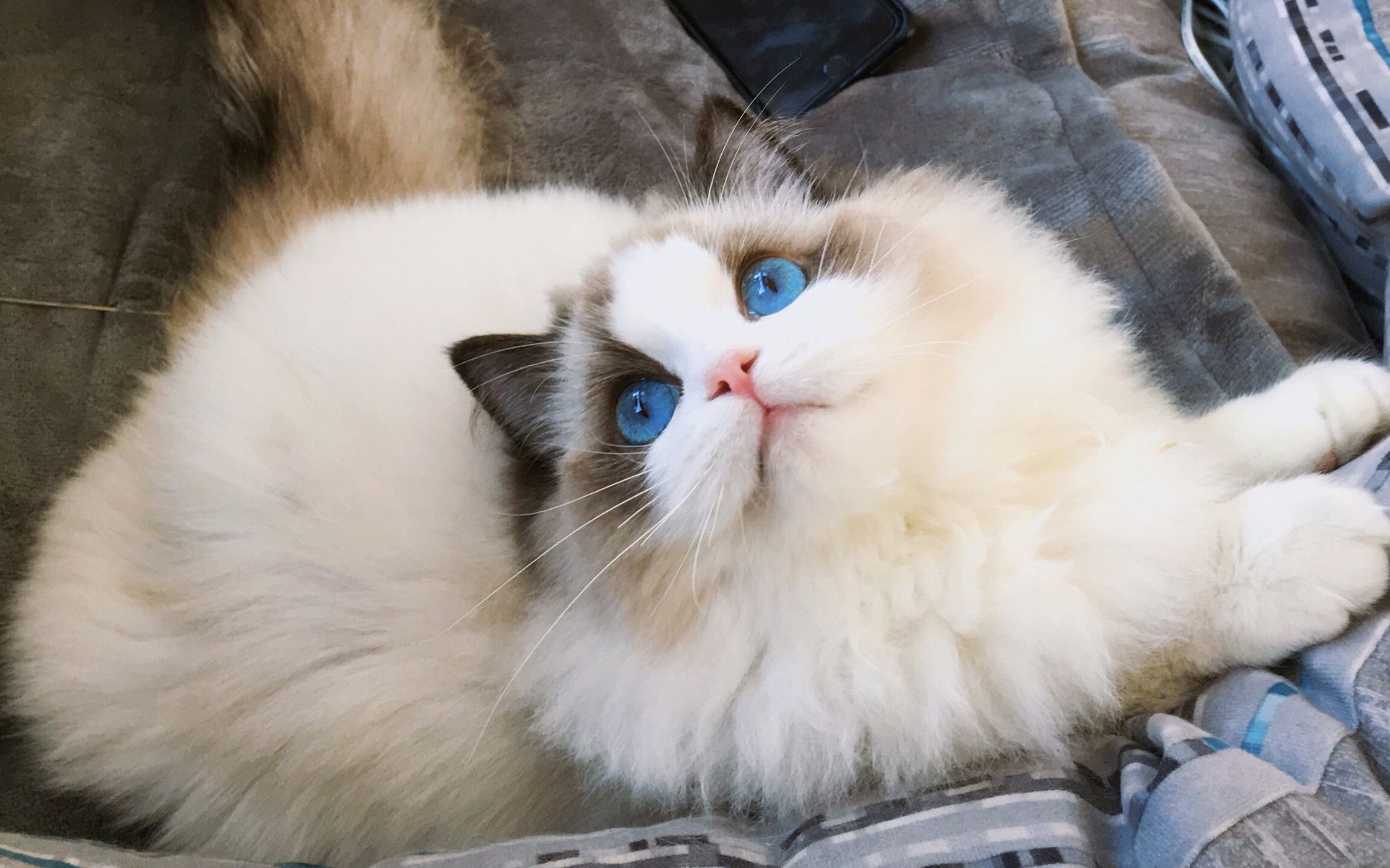 最温顺的宠物猫咪品种有哪些,三大无攻击性猫咪哪种最适合你家