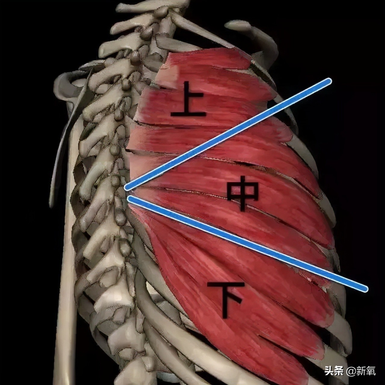 明明是全身最性感的身材线条，你却把它看成肋骨外翻？