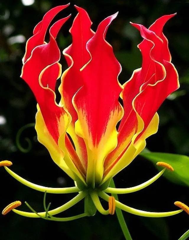 十种最有名的兰花图片,最美的100种兰花图片