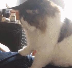 猫忠心还是狗忠心,什么猫忠心