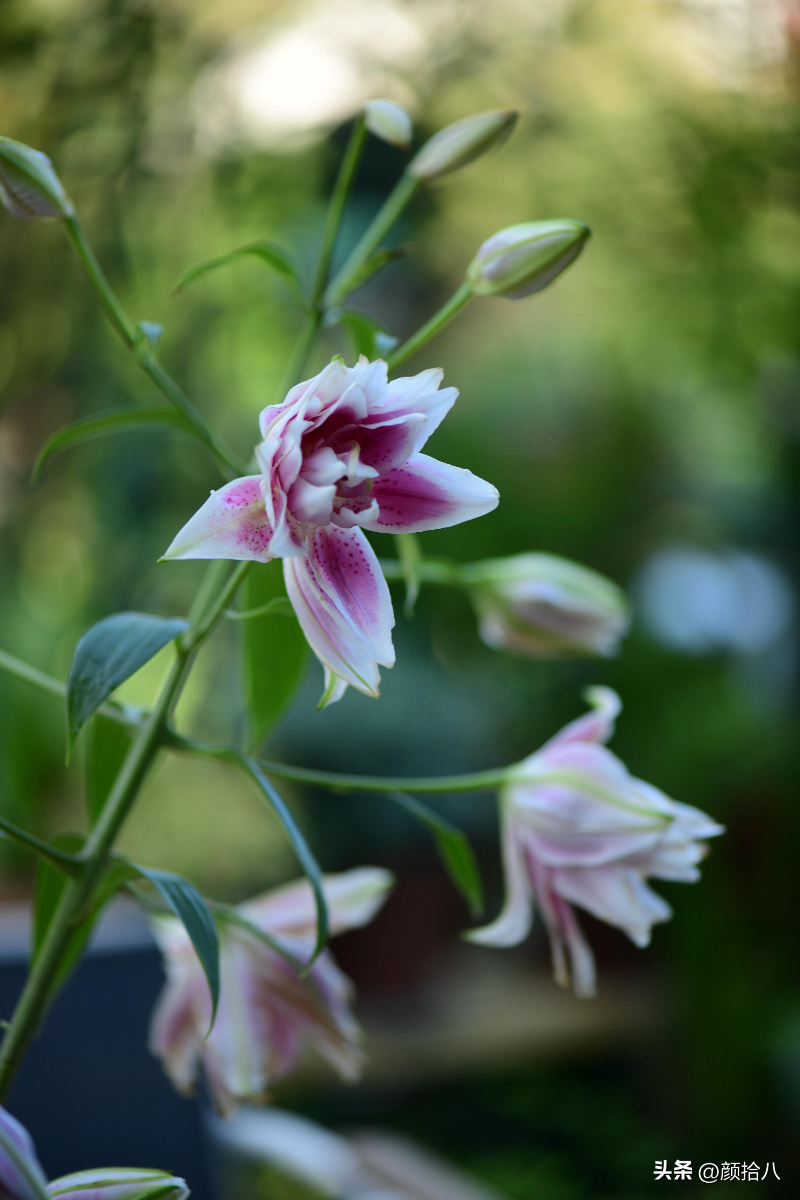 流放到菜地的花儿们，尽情绽放吧，不管在哪里｜园丁