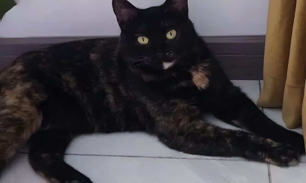 古代猫咪的名字都叫什么,猫咪在古代的名字有哪些