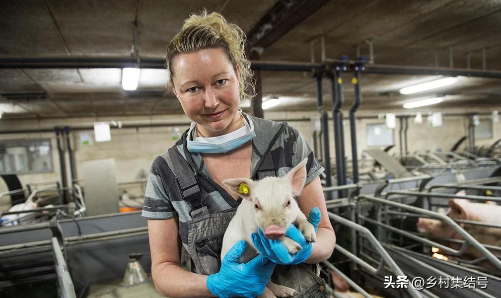 涓归害鐨囧閽荤煶鐨囧啝,涓归害鐨囧啝s绯诲垪