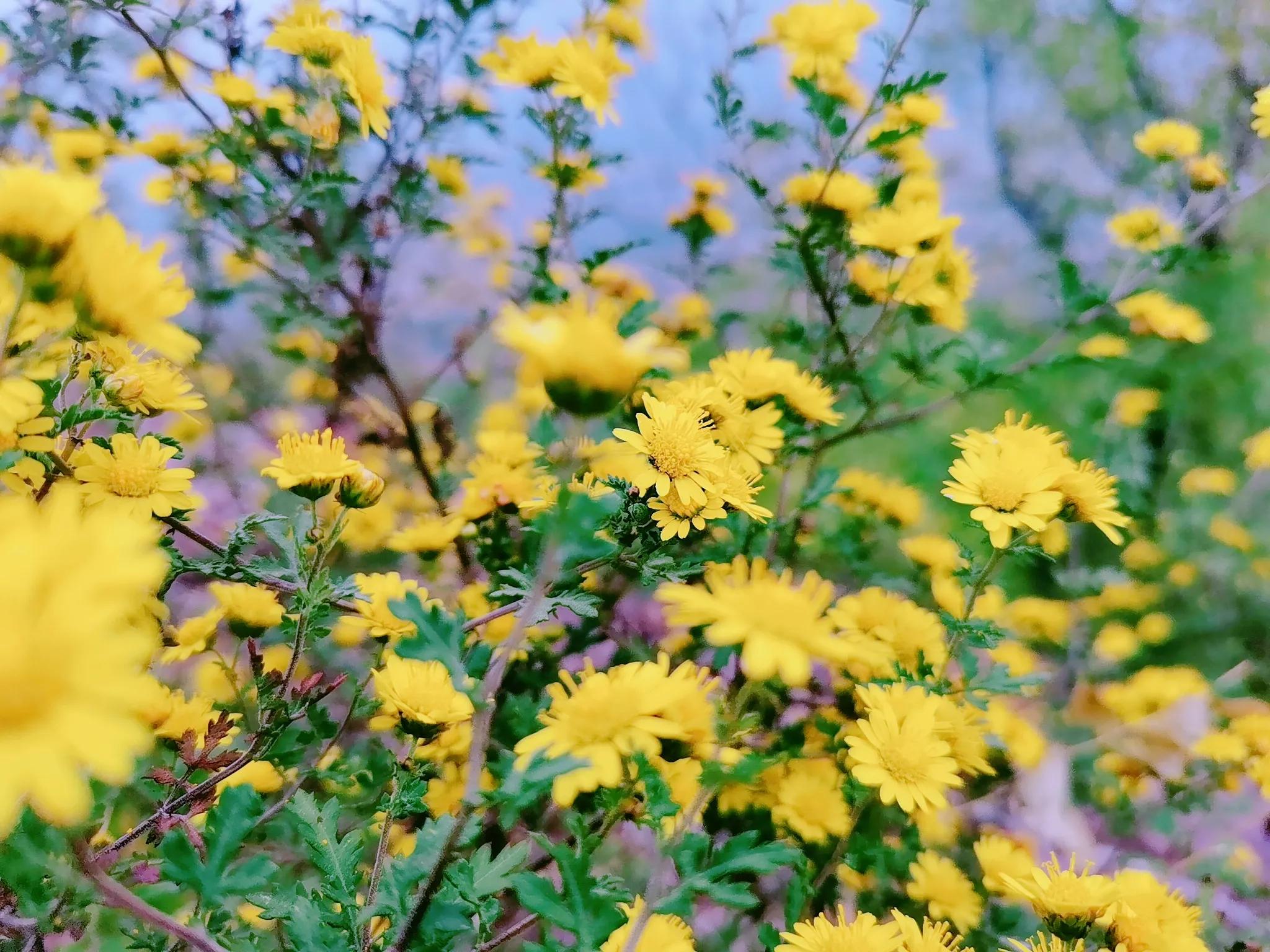 托班老师有哪些难点,托教老师压力大吗