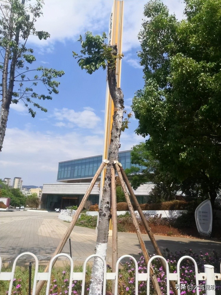 补绿换绿增绿！西山区道路沿线景观将焕然一新