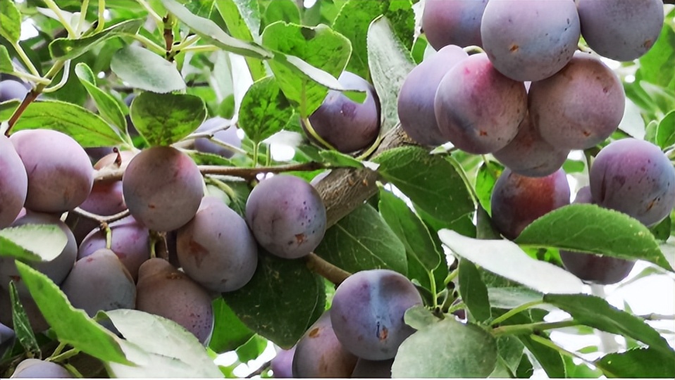 西梅汁可以通便吗会影响什么,西梅汁可以改善便秘吗女性