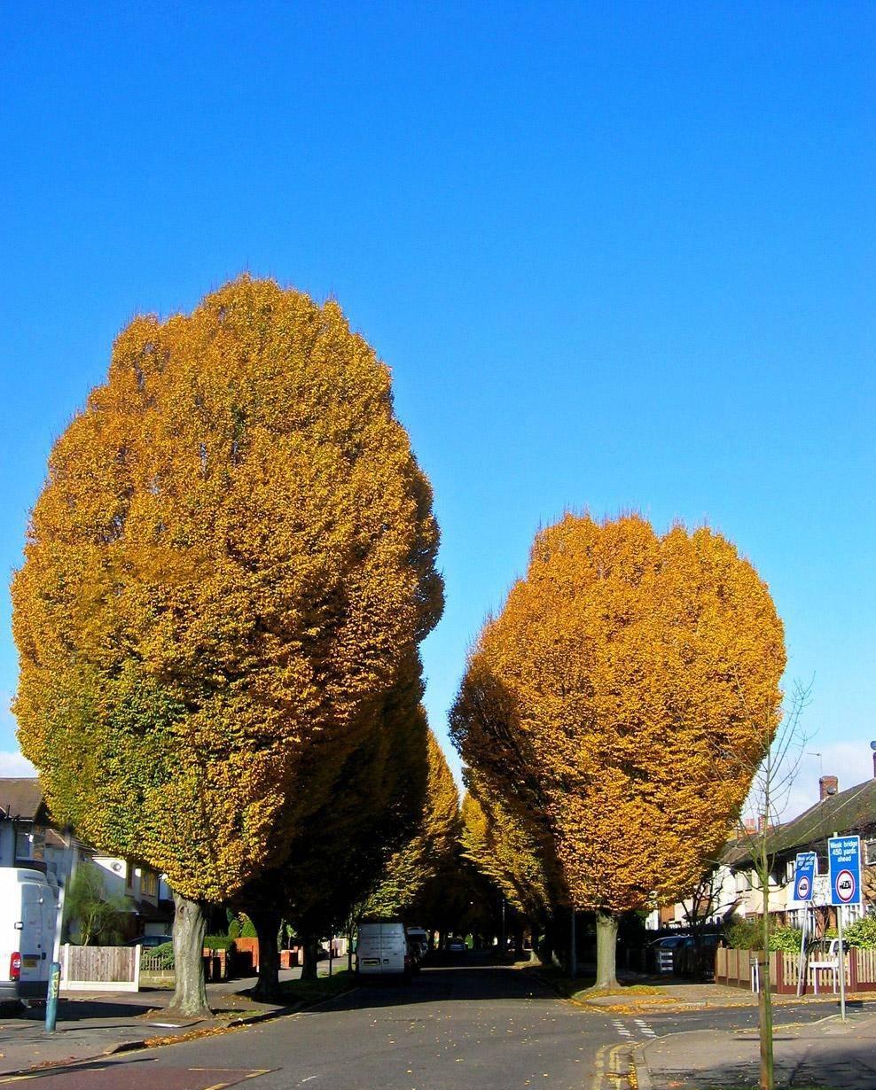 种植业什么最赚钱农村,农村种植创业成功的方法有哪些