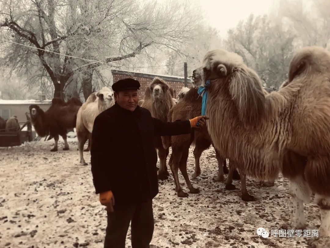 骆驼养殖带动乌苏农牧民增收故事,骆驼养殖乡村振兴