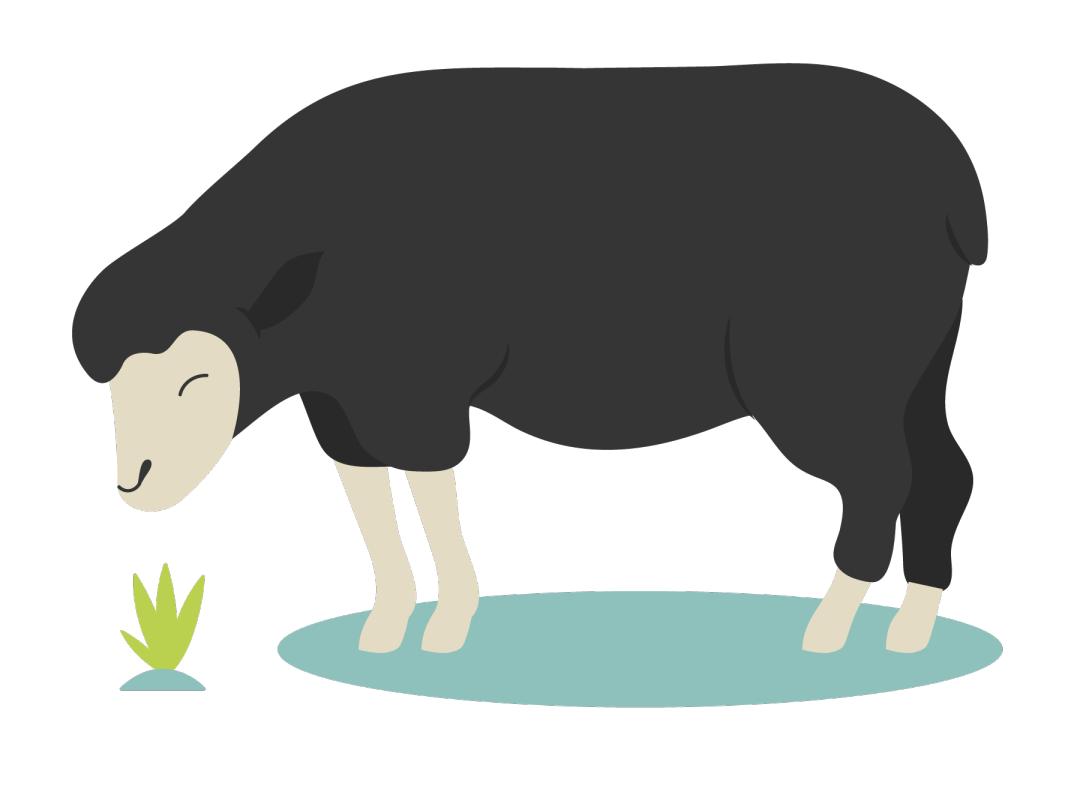 发热、关节疼痛...桂林多名牛羊肉摊主感染布鲁氏菌！这类人群需警惕