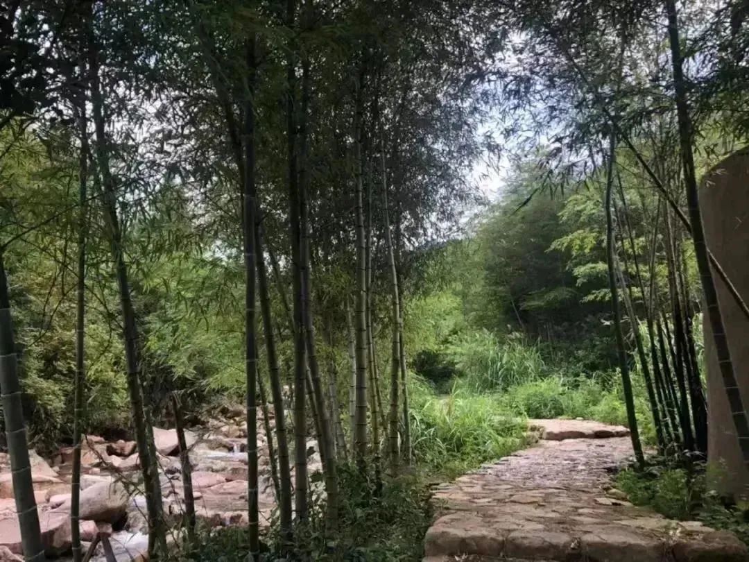 【上饶天下SHOW之广信区】中华蜜蜂谷:藏在五府山竹海密林中的蜜蜂“乐园”