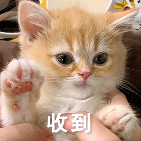 猫狗太臭了怎么办,为什么猫狗夏天不热