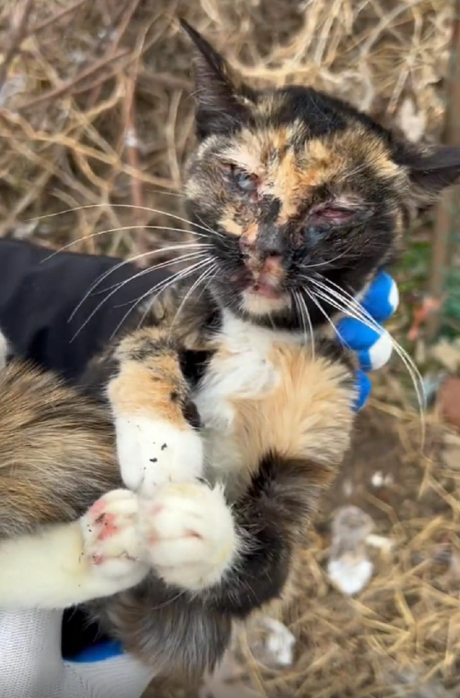 玳瑁流浪猫,玳瑁猫咪流浪