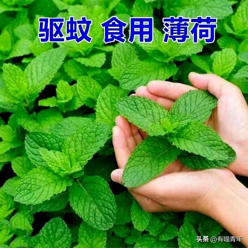 养猫有什么办法驱蚊子,养猫不可以用蚊香怎么驱蚊