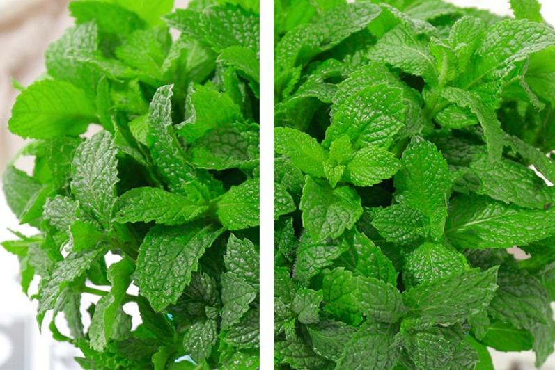 薄荷盆栽养护简单,家庭盆栽薄荷放什么长得好