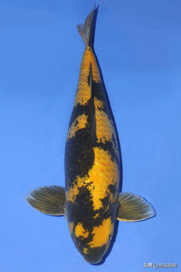 锦鲤分多少种什么样的锦鲤最好养,锦鲤要怎么选才能选到好的锦鲤