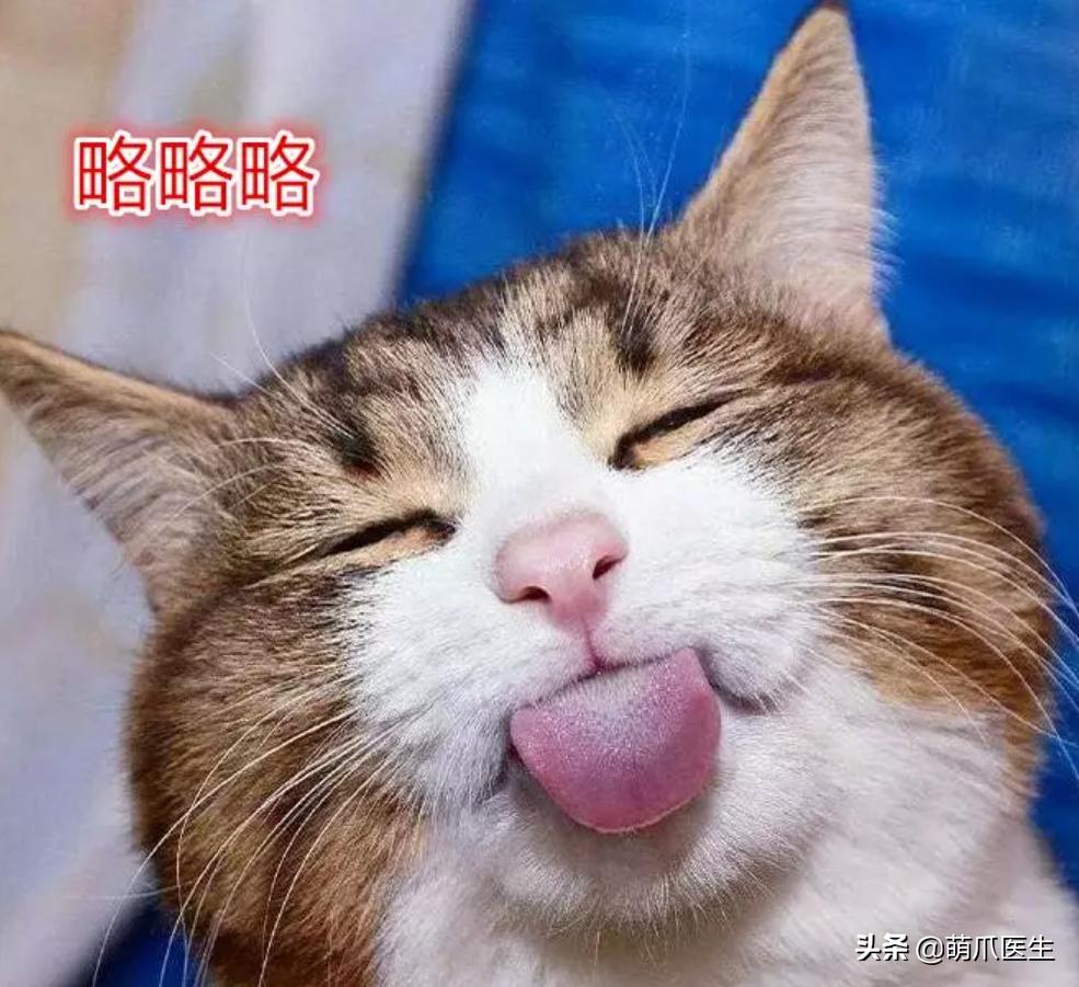 这只叫“长生”的猫咪，真实身份是美人鱼