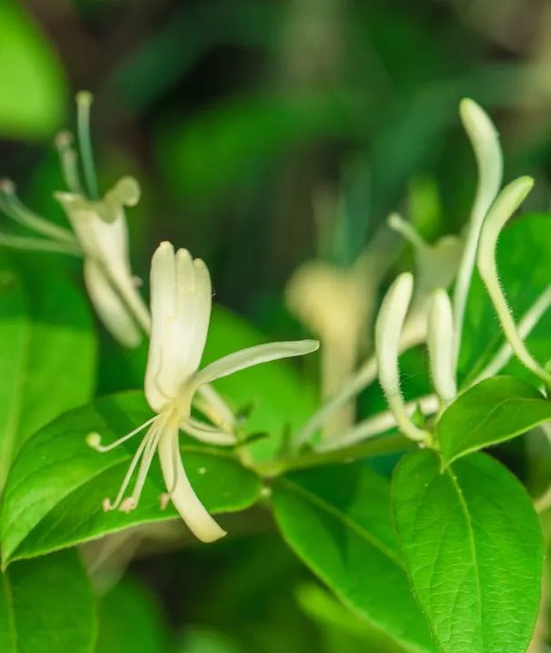 凌冬不凋，藤绽金银——忍冬