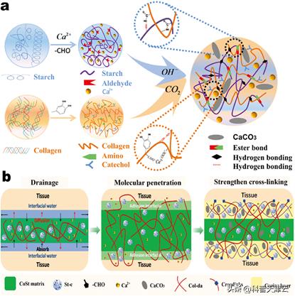 抹点儿胶水就能止血疗伤？这仿生材料也太神奇了！