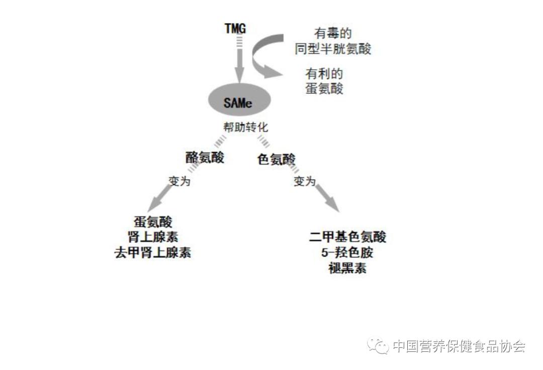 系列原创|一场“同型半胱氨酸革命”开创了个性化营养素补充新时代（八）