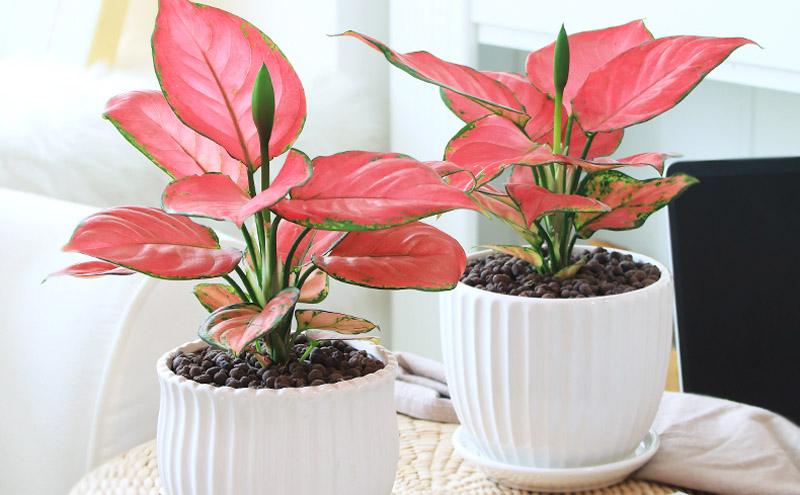 6种漂亮的富贵花好养好看还招财,可以养在家里的富贵花品种