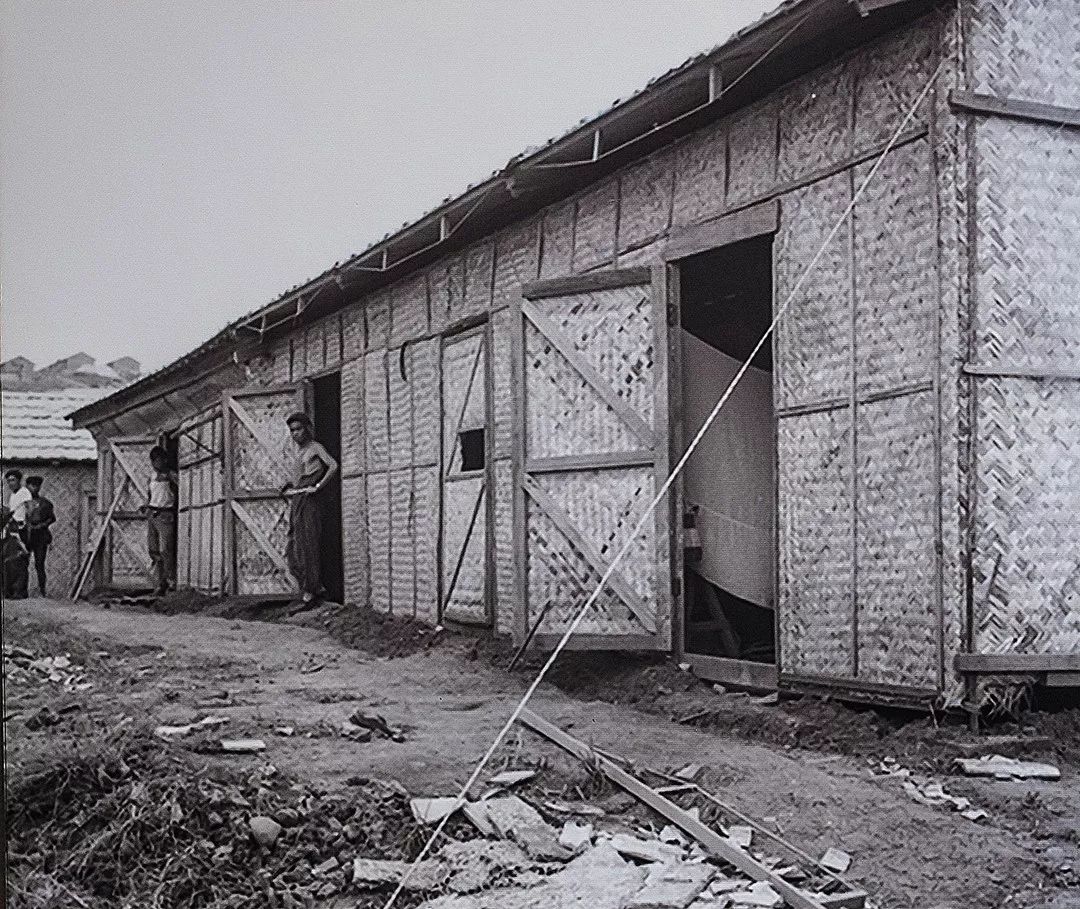 攀枝花是一种什么花,什么是攀枝花铁树