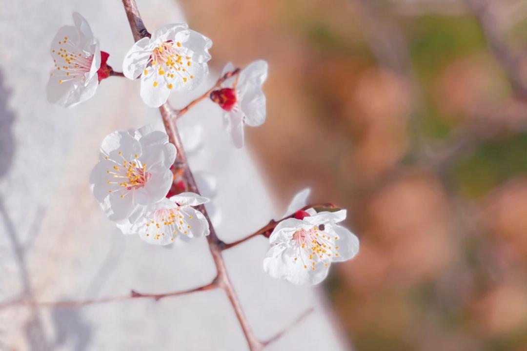 四月的大连樱花,四月的樱花青岛