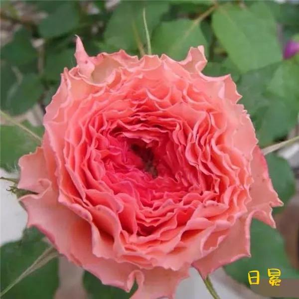 常见切花月季一览（40）（接上期）