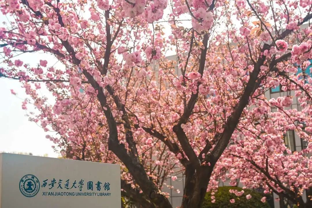 当千年长安，遇上百廿交大！西安交通大学：雨润风暖盛唐景，且待君同览！